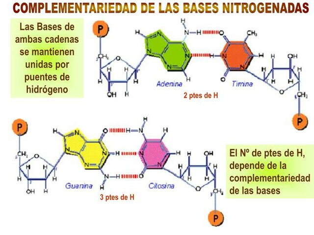 Erwin Chargaff y la complementaridad de las bases nitrogenadas