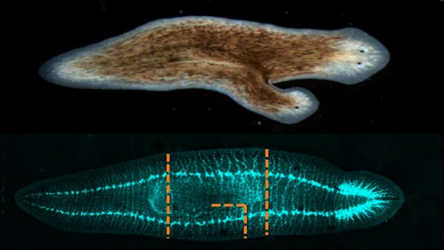 La aparición de al menos dos tipos de organización nerviosa