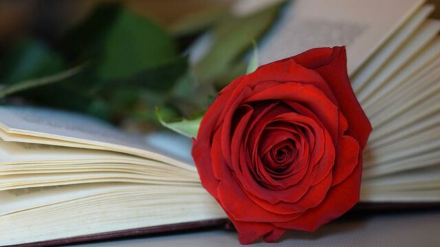 FET CULTURAL: EL DIA DEL LLIBRE I LA ROSA