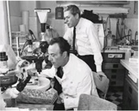 Plásmido F en E. coli