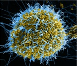 Descubrimiento de la ébola