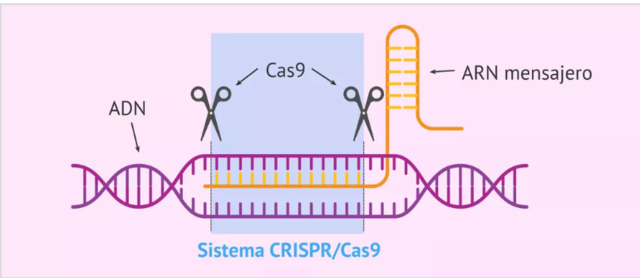 "Tijeras genéticas" CRISPR-Cas9