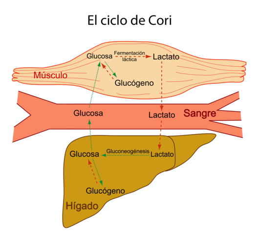 Ciclo de Cori