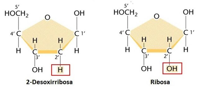 Composición de ácidos nucleicos