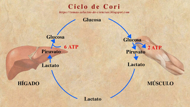 Ciclo de Cori