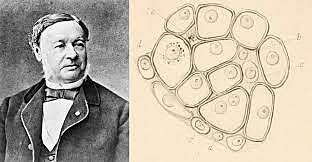 Friedrich Theodor Schwann (07/12/1810-11/01/1882)
