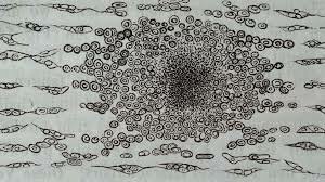 Rudolf Ludwig Karl Virchow (13/10/1821-05/09/1902)