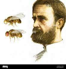 Thomas Hunt Morgan (25/09/1866-04/12/1945)