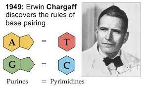 Edwin Chargaff (11/08/1905-20/06/2002)