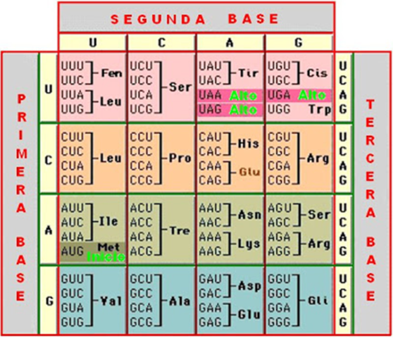 El código genético se organiza en tripletes