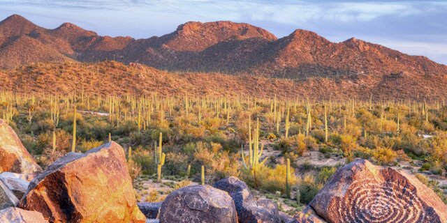 Saguaro National Park