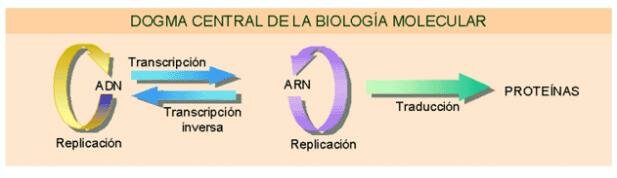 La transcripción reversa