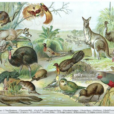 Timeline: Timeline of Animals