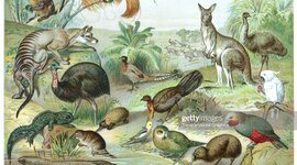 Timeline: Timeline of Animals