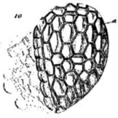 Timeline: la cèlul.la i el que en sabem d'ella cronològicament