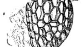 Timeline: la cèlul.la i el que en sabem d'ella cronològicament