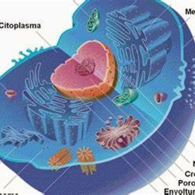 Timeline: Els avanços i coneixements de la cèl·lula