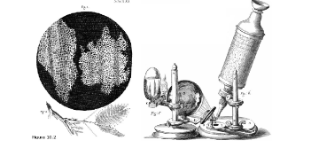 1res cèl·lules descrites
