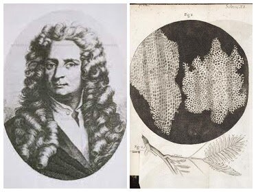 Es publiquen els primers dibuixos de cèl·lules mortes de talls de suro.