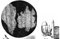 Es publiquen els primers dibuixos de cèl·lules mortes de talls de suro