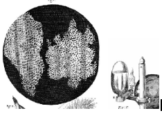 Primers dibuixos de cel·lules mortes