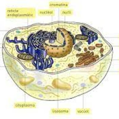 Timeline: Història de la cèl·lula i els seus avanços