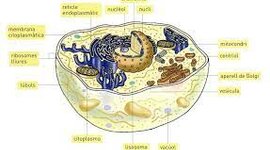 Timeline: Història de la cèl·lula i els seus avanços