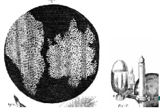 Publicació dels primers dibuixos de cel·lules mortes (de tells de suru)