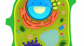 Timeline: Història de la cèl·lula i els seus avanços