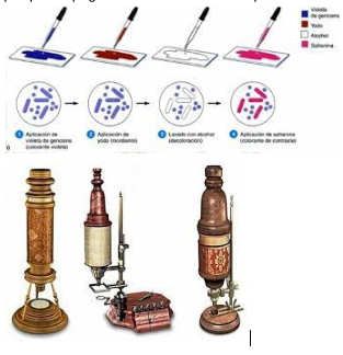 Es perfeccionen els microscopis i es descobreixen les tècniques de tinció