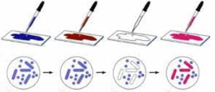 MILLORES PER A LA OBSERVACIÓ DE CÈL·LULES