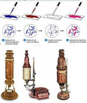 Perfecció dels microscopis i el descobreixen les tècniques de tinció