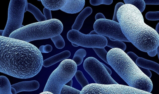 Cèl·lula com unitat bàsica estructural i morfològica