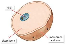Cèl·lula com unitat bàsica estructural i morfològica