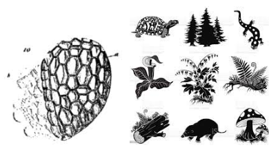 Es considera la cèl·lula com a unitat bàsica estructural i morfològica