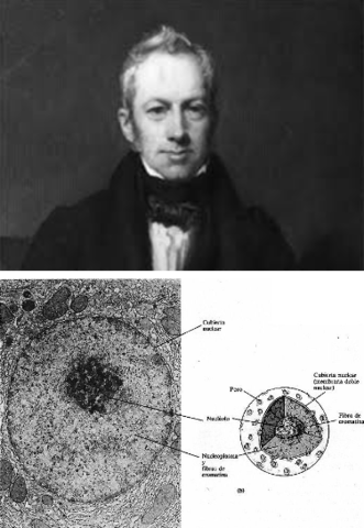 S’observa i es descriu per primera vegada el nucli cel·lular.