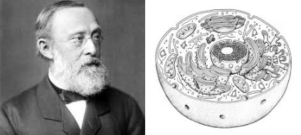 Es demostra que le cèl·lules s’originen únicament a partir d’altres preexistents