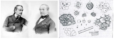 Alguns científics afirmen que tots els vegetals i animals estàn formats per cèl·lules