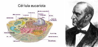 Es considera la cèl·lula com a unitat bàsica fisiològica i funcional