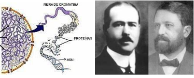 Es considera la cèl·lula la unitat genètica