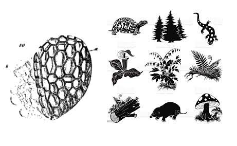 Es considera la cèl·lula com a unitat bàsica estructural i morfològica