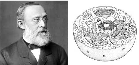 Es demostra que les cèl·lules s’originen únicament a partir d’altres preexistents