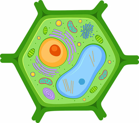 Les cèl·lules vegetals