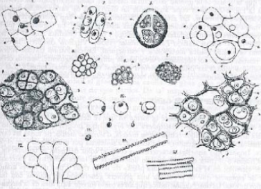 VEGETALS I ANIMALS, TOT SÓN CÈL·LULES