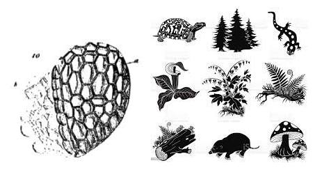 La cel·lula es considera una unitat bàsica, estructural i morfologica