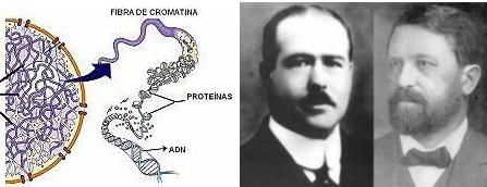 Es considera la cèl·lula la unitat genètica