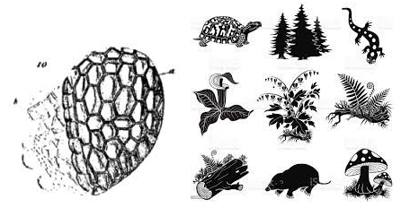 Es considera la cèl·lula com a unitat bàsica estructural i morfològica.