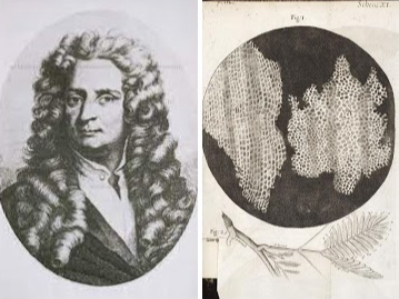 Es publiquen els primers dibuixos de cèl·lules mortes de talls de suro