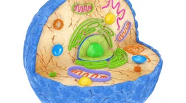 Timeline: 🧑‍🔬 HISTÒRIA DE LA CEL·LULA I EL MICROSCOPI 🦠