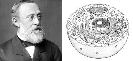 Es demostra que le cèl·lules s’originen únicament a partir d’altres preexistents